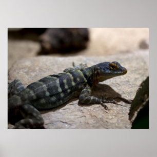 Póster Petrosaurus talassinus