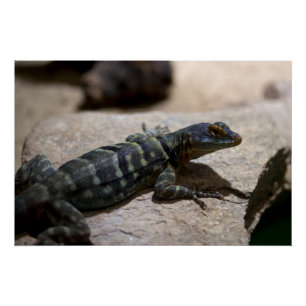 Póster Petrosaurus thalassinus