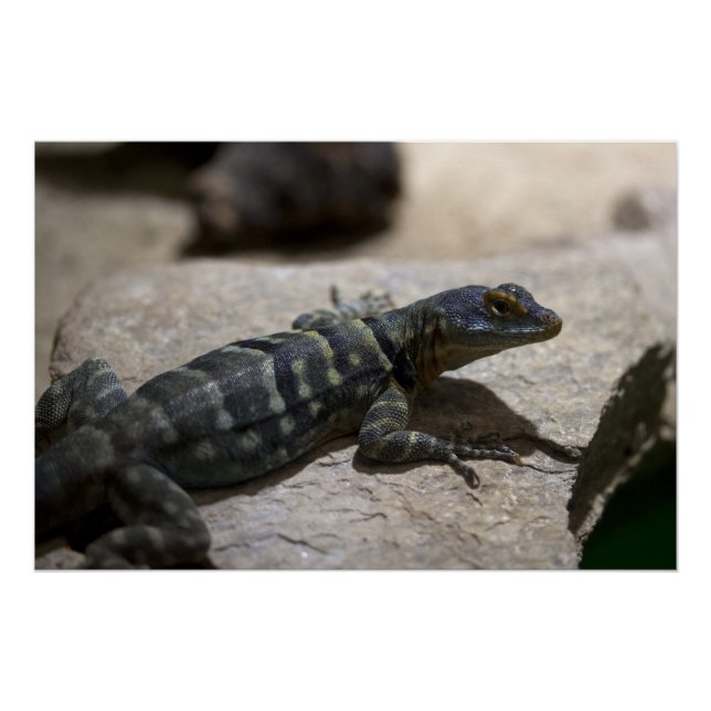 Póster Petrosaurus thalassinus (Frente)