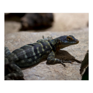 Póster Petrosaurus thalassinus