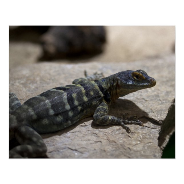 Póster Petrosaurus thalassinus (Frente)