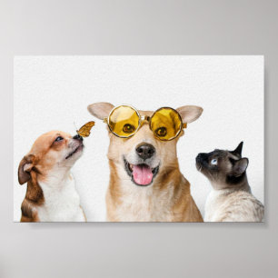 Poster Pets