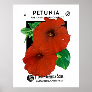 Poster Petúnia