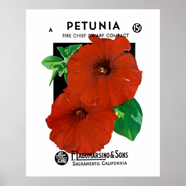 Poster Petunia (Frente)