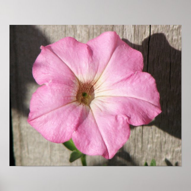 Póster Petunia rosa (Frente)