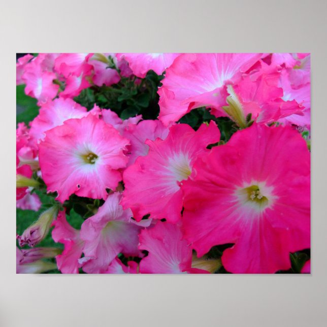 Poster Petunias cor-de-rosa (Frente)