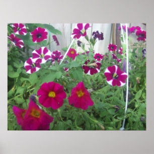 Poster Petunias Rosa