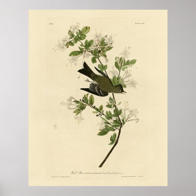Poster Pewee de madeira oriental das aves da América de A (Frente)