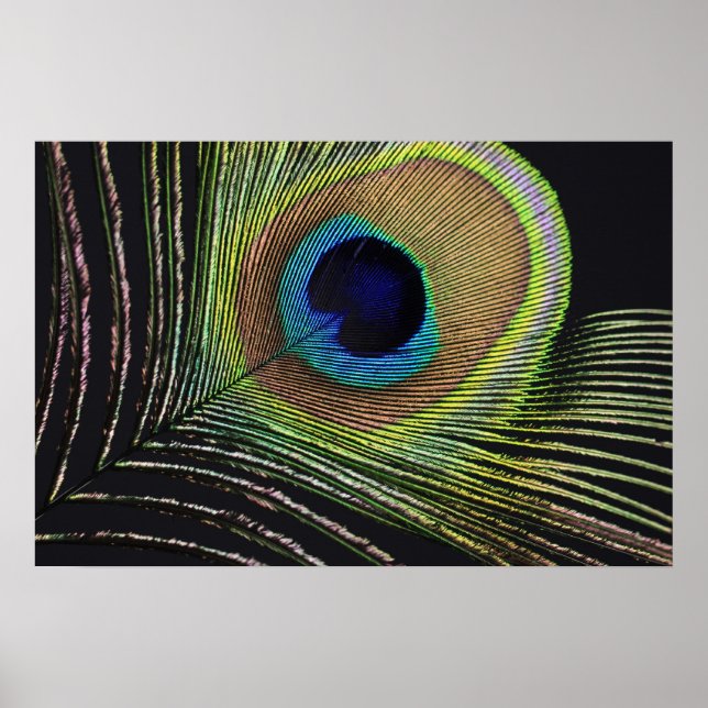 Poster Pfauenfeder (Frente)