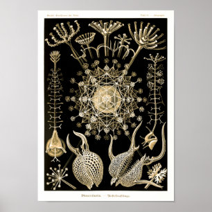 Poster Phaeodaria   61 Dourado   Ernst Haeckel  