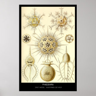 Poster Phaeodaria - Placa 1-Kunstformen der Nature