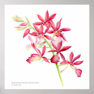 Poster Phaiocalanthe Parkside red orchid watercolor art