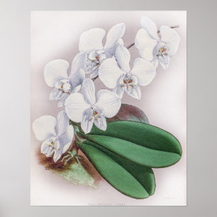 Poster Phalaenopsis Casta Orchid