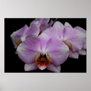 Poster Phalaenopsis Orchids