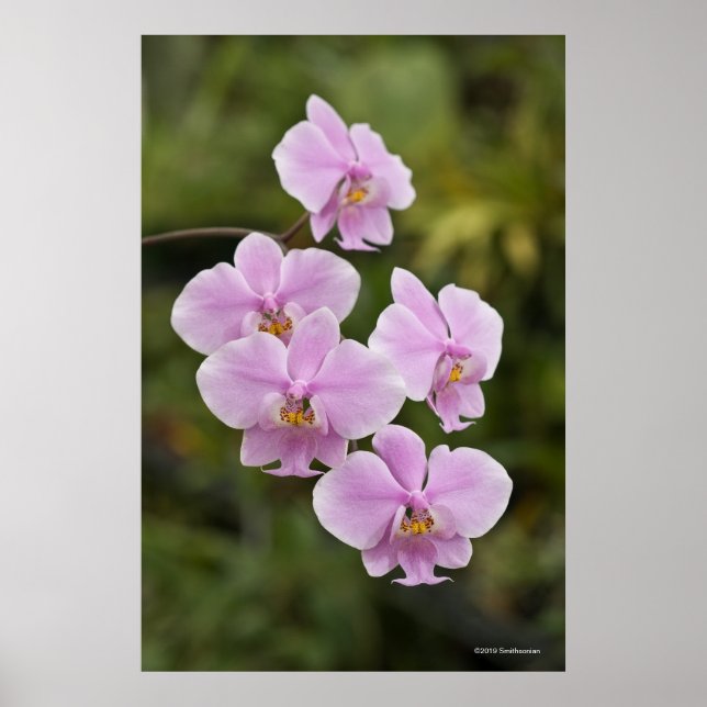 Poster Phalaenopsis Schilleriana (Frente)