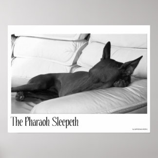 Poster Pharaoh Hound | Faroah Sleepeth