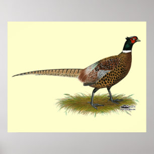 Poster Pheasant Rooster