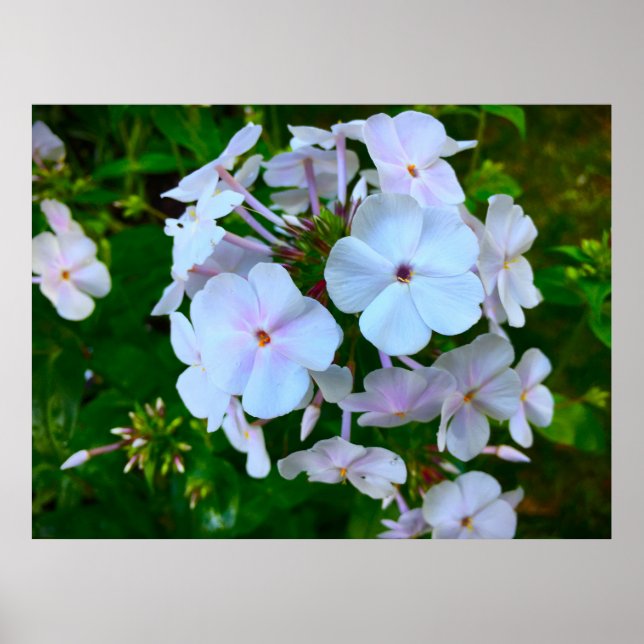 Poster Phlox, (Frente)