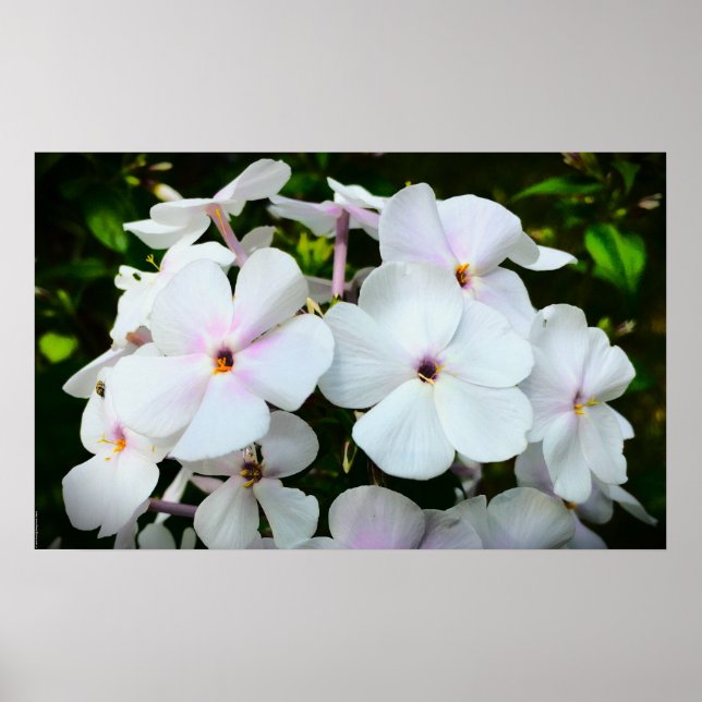 Poster Phlox, (Frente)