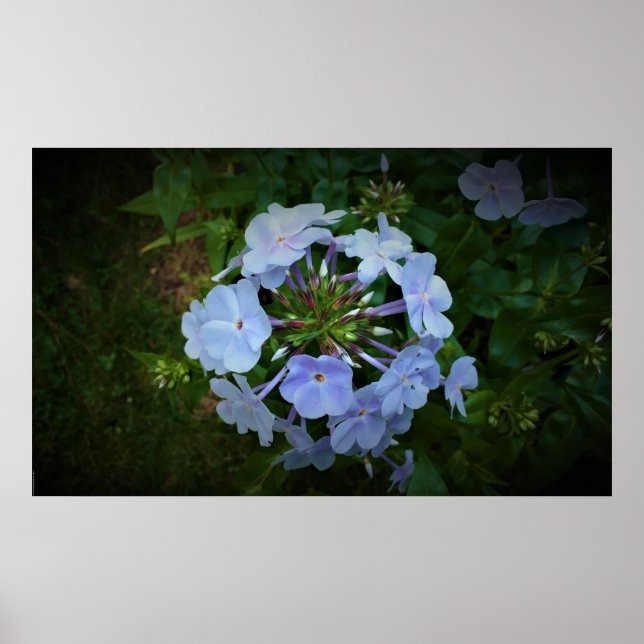 Poster Phlox, (Frente)
