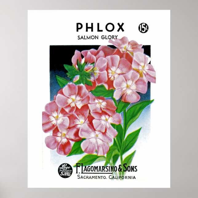 Póster Phlox (Frente)