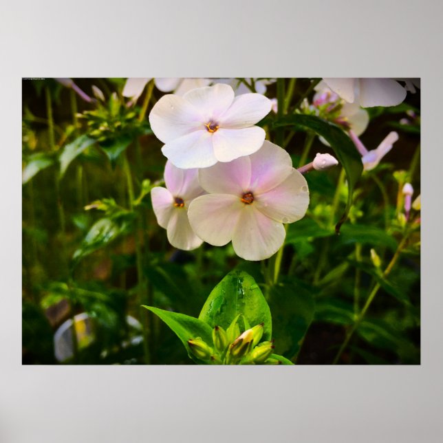 Poster Phlox, (Frente)