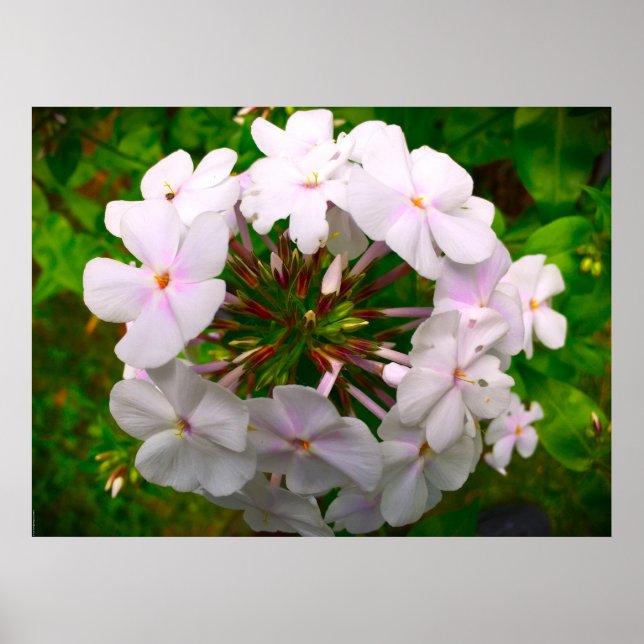 Poster Phlox, (Frente)