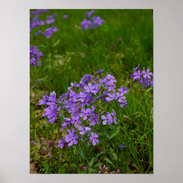 Póster Phlox Azul Selvagem (Frente)