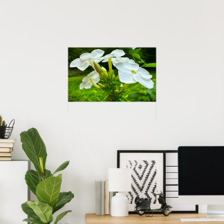 Poster Phlox, Cartaz