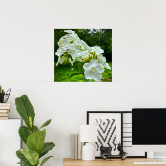Poster Phlox, Cartaz