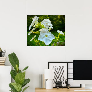Poster Phlox, Cartaz
