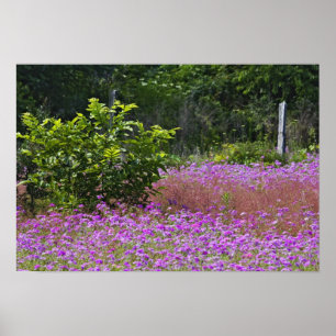 Póster Phlox de Drummond, Phlox drummondi, Hilton Head