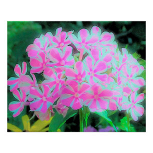 Póster Phlox do Jardim do Pepperminto Branco, Rosa-Quente