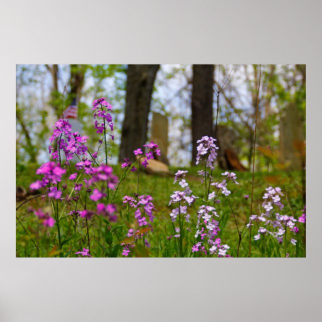 Poster Phlox Próximo a um Cemitério (Frente)