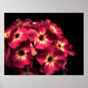 Poster Phlox Rosa