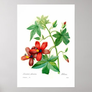 Poster Phoenicea do Lavatera