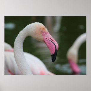 Poster Phoenicopterus roseus