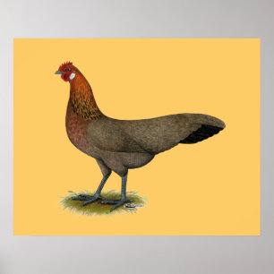 Póster Phoenix:  BB Red Hen