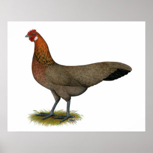 Poster Phoenix: BB Red Hen