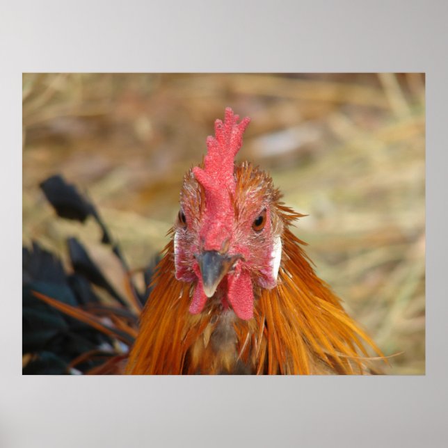 Póster Phoenix Rooster (Frente)