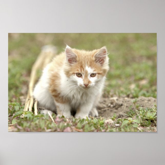 Poster Photo cat pet, animais. (Frente)