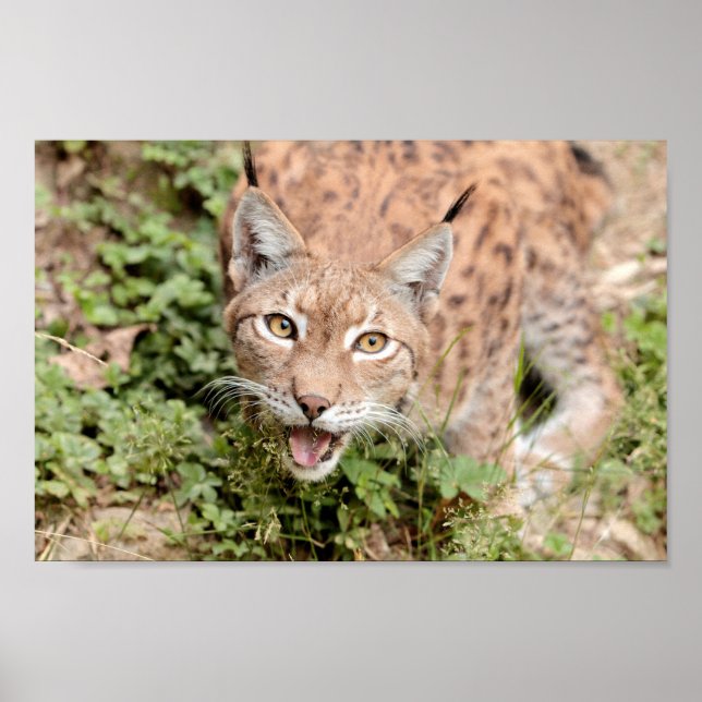 Poster Photo lynx cat, animais. (Frente)