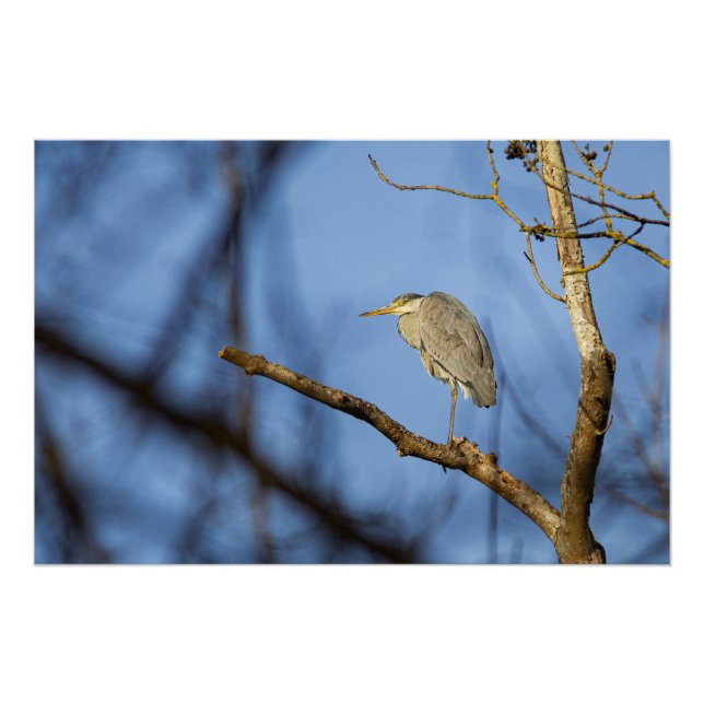 Póster Photo nature du héron cendré perché (Frente)