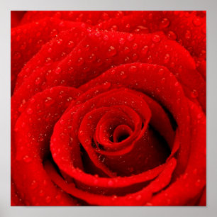 Póster Photo of Red Rose Background