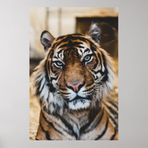 POSTER PHOTO OF TIGER'S FACE