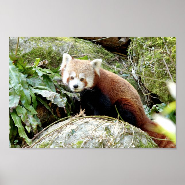 Poster Photo red panda , animais 0507. (Frente)
