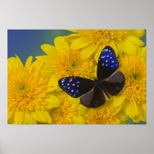 Poster Photograph of Butterfly