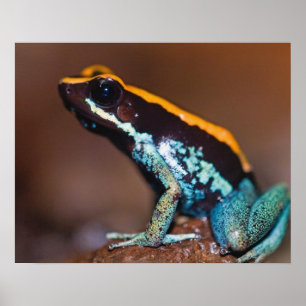 Poster Phyllobates vittatus, um sapo de veneno