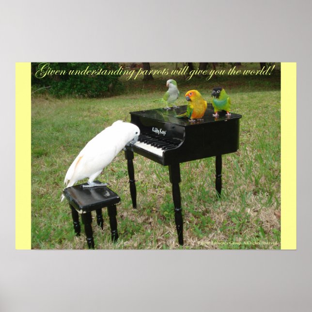 Póster Pianista Parrots (Frente)