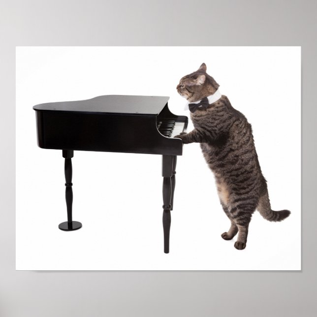 Poster Piano de Reprodução de Gato (Frente)
